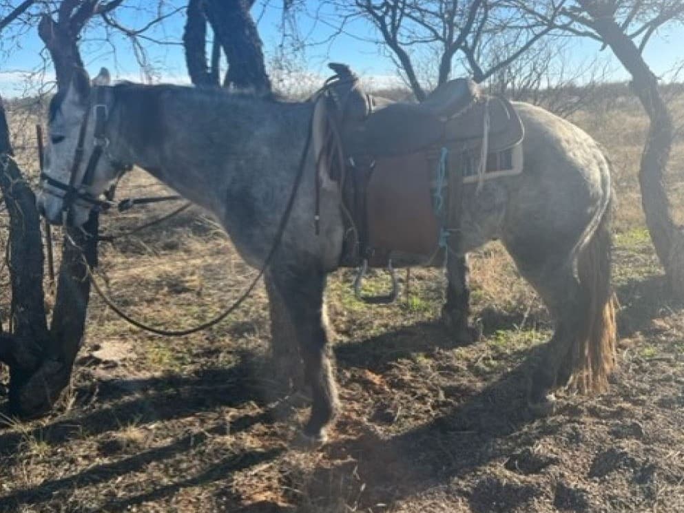 El conductor, un residente permanente de México, apartó del tráiler un caballo y quiso escapar en él, pero fue detenido.