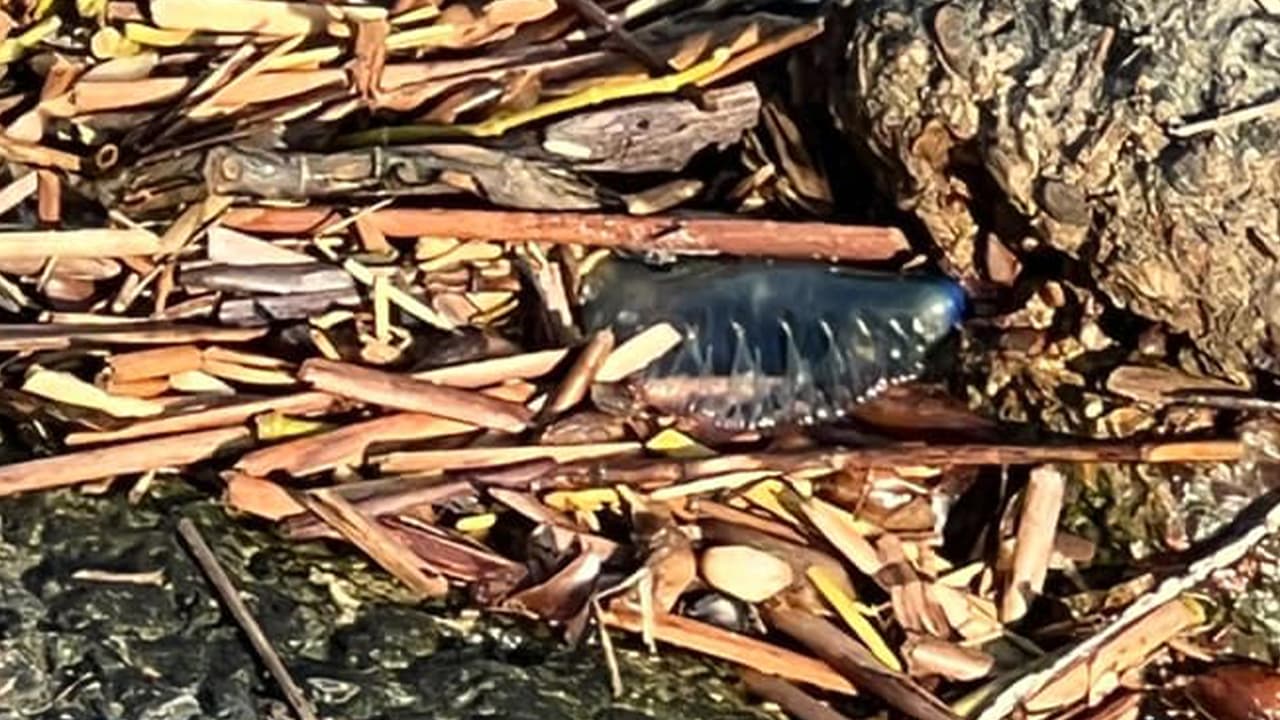Odalis Ramírez captó esta imagen en Fort Travis Seashore Park.