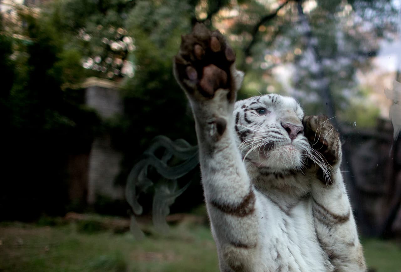 Cleo, una tigresa blanca, jugando con el vidrio de donde se encuentra recluída.