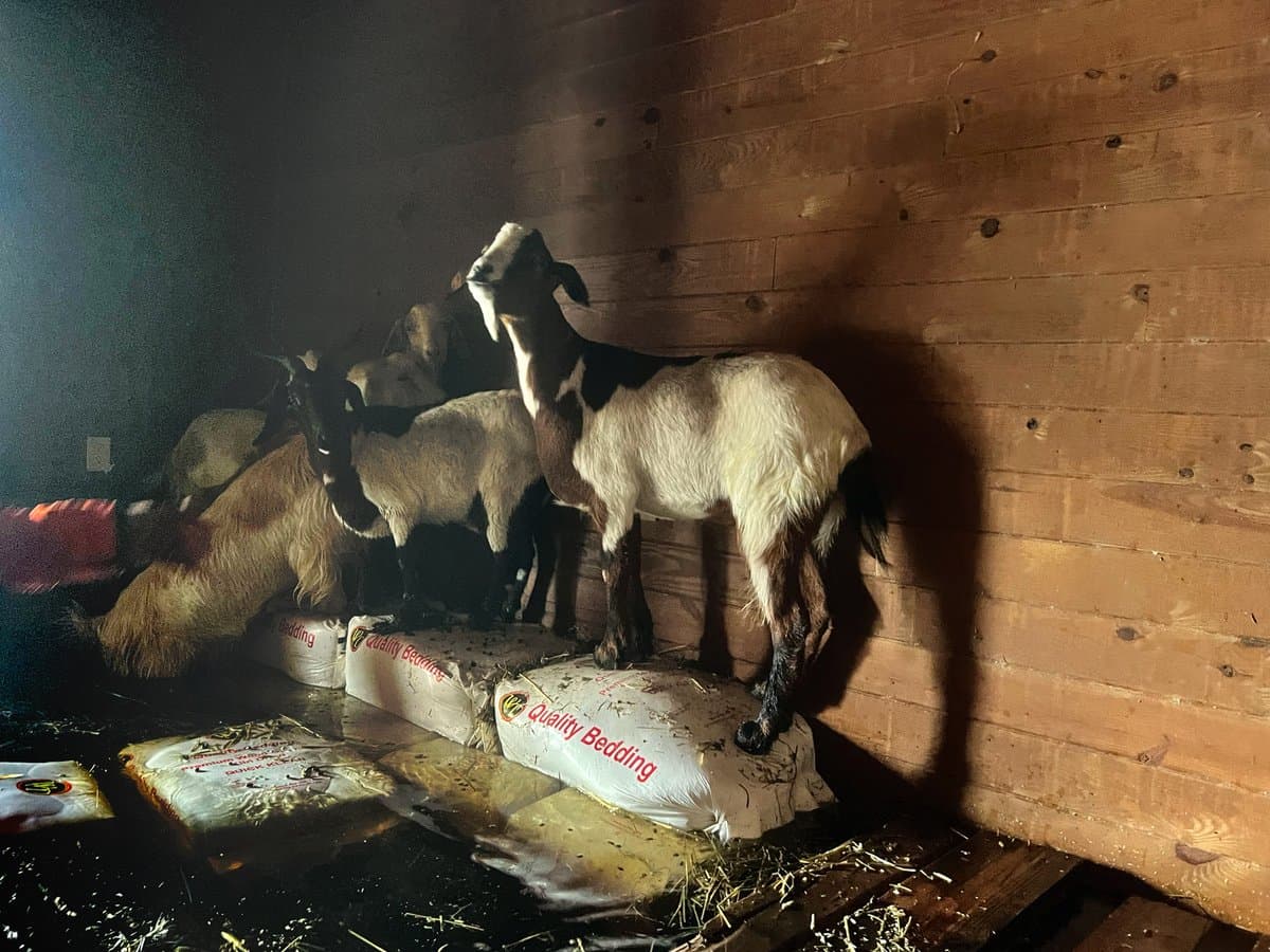 El 01 de octubre rescataron cabras atrapadas en un establo casi sumergido en agua.