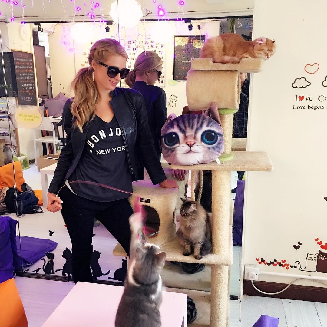 Pero los gatos son su adoración.