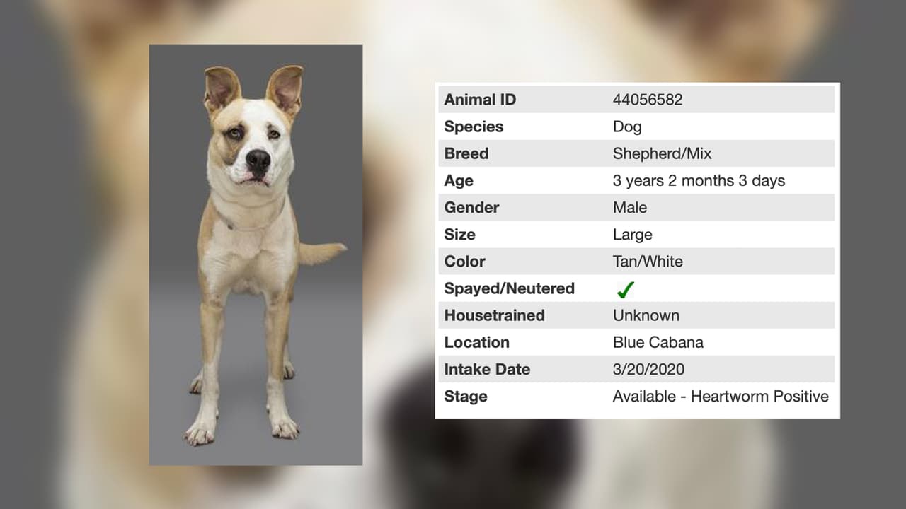 Bruno tiene 3 años y es un perro grande que está listo para ser tu mejor amigo.