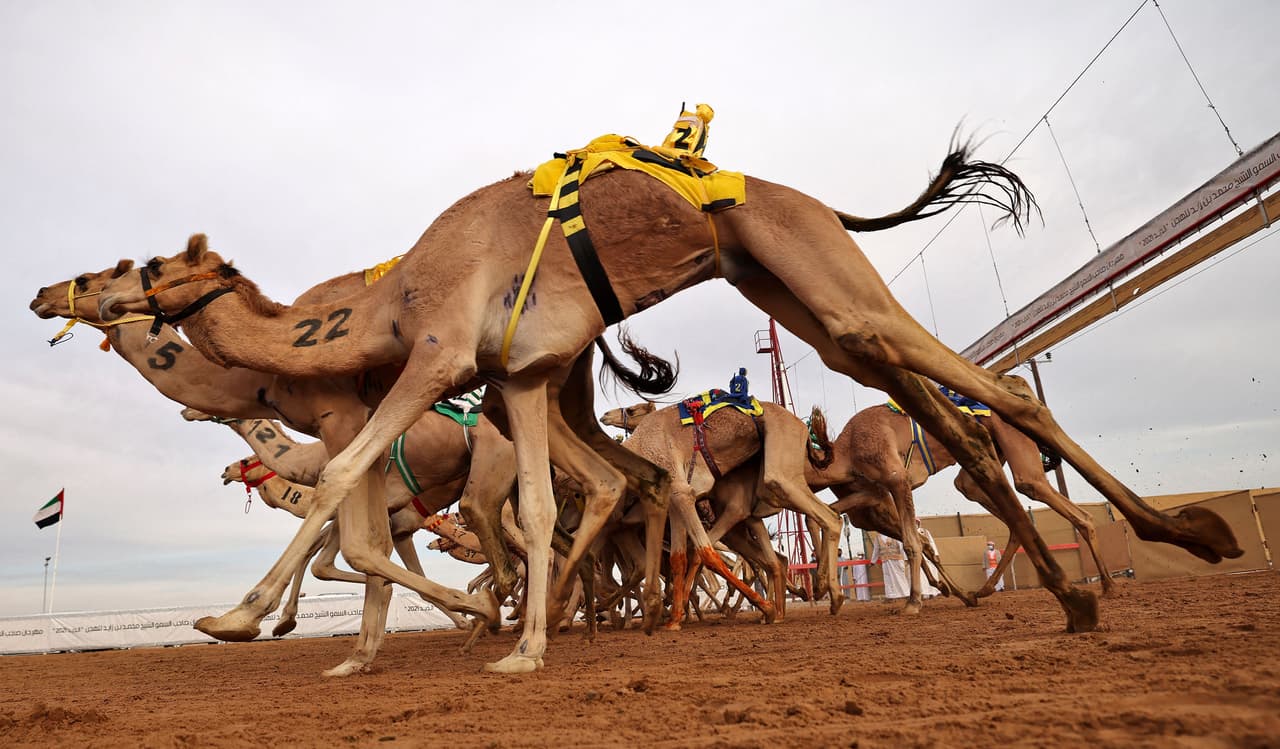 <b>Carrera de camellos</b>
<br>
<br>Una de las atracciones del festival anual de camellos de Sharjah, Emiratos Árabes Unidos, es la carrera de camellos árabes puros. La fotografía fue tomada el 29 de diciembre.