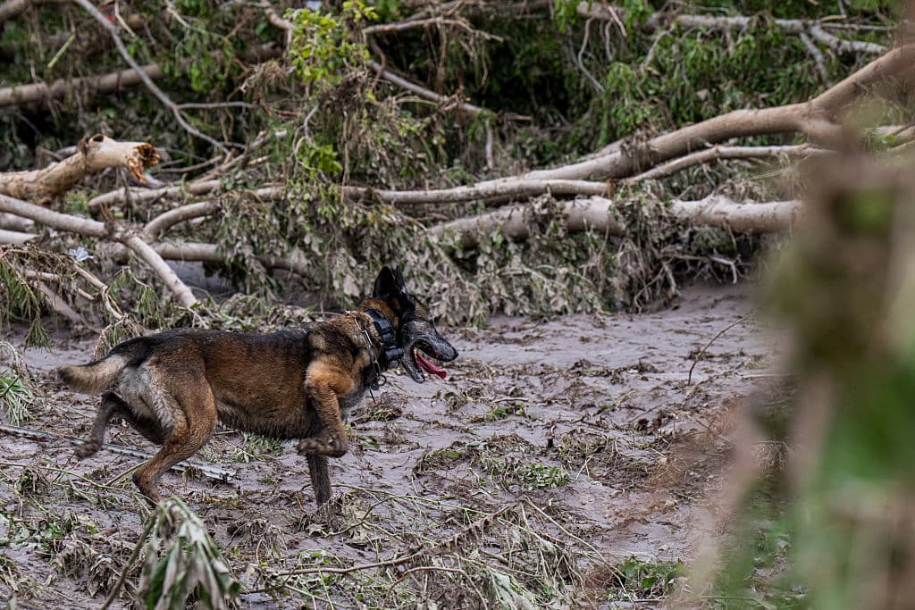 Perros de la Patrulla Fronteriza están auxiliando a las autoridades locales a llegar hasta donde hay humanos heridos o cuerpos de algunas víctimas.