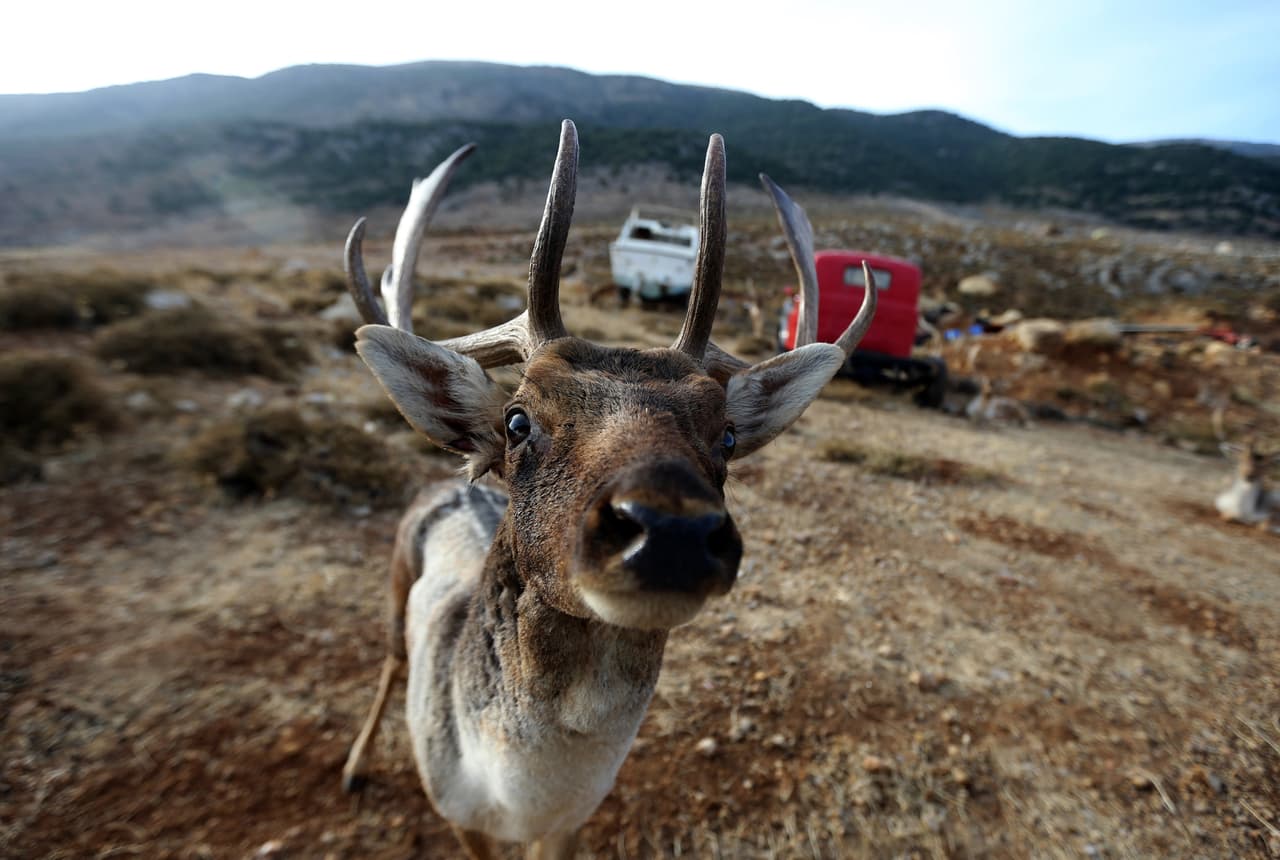 Estos capilares también son responsables de la regulación de su temperatura corporal ya que los renos no sudan. Según científicos, estos cérvidos tienen 25% más capilares que transportan sangre oxigenada (roja) por la nariz que nosotros los humanos.