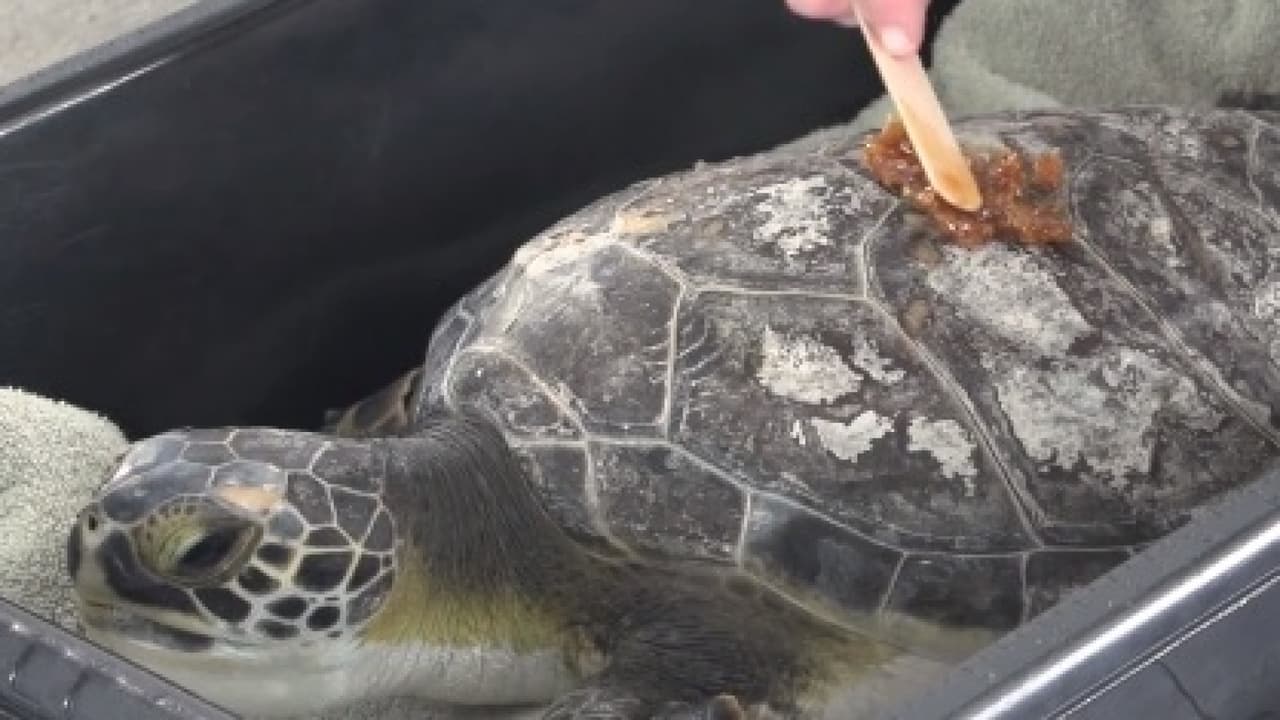 Miel para las heridas: el dulce tratamiento de un zoológico de Florida para las tortugas