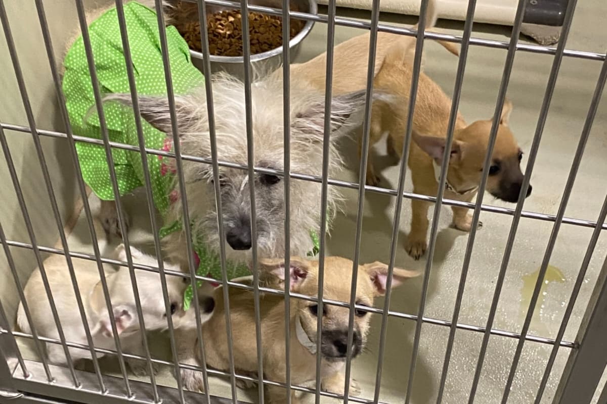 En el refugio del condado de Kern hay más de 300 animalitos que son alimentados y cuidados, mientras una noble familia le desea abrir las puertas de su hogar. En lo que esto sucede, el albergue necesita todos los días alimentarlos, además de médicos, estéticas, baños, limpieza y más, por lo que organizan eventos para poder recaudar fondos.