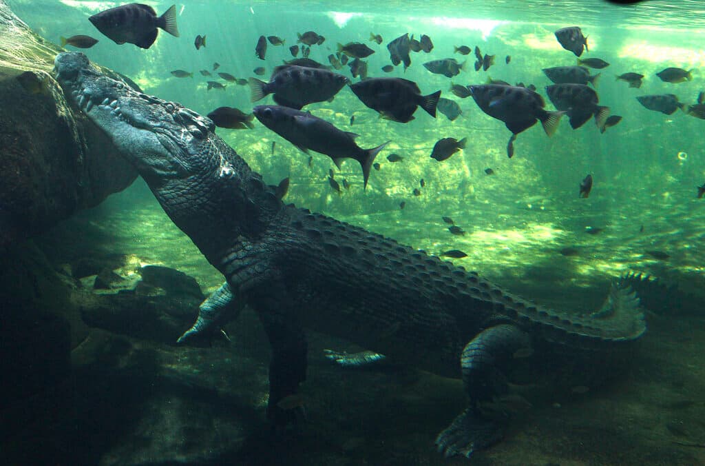 Así escapó un submarinista de un brutal ataque de cocodrilo