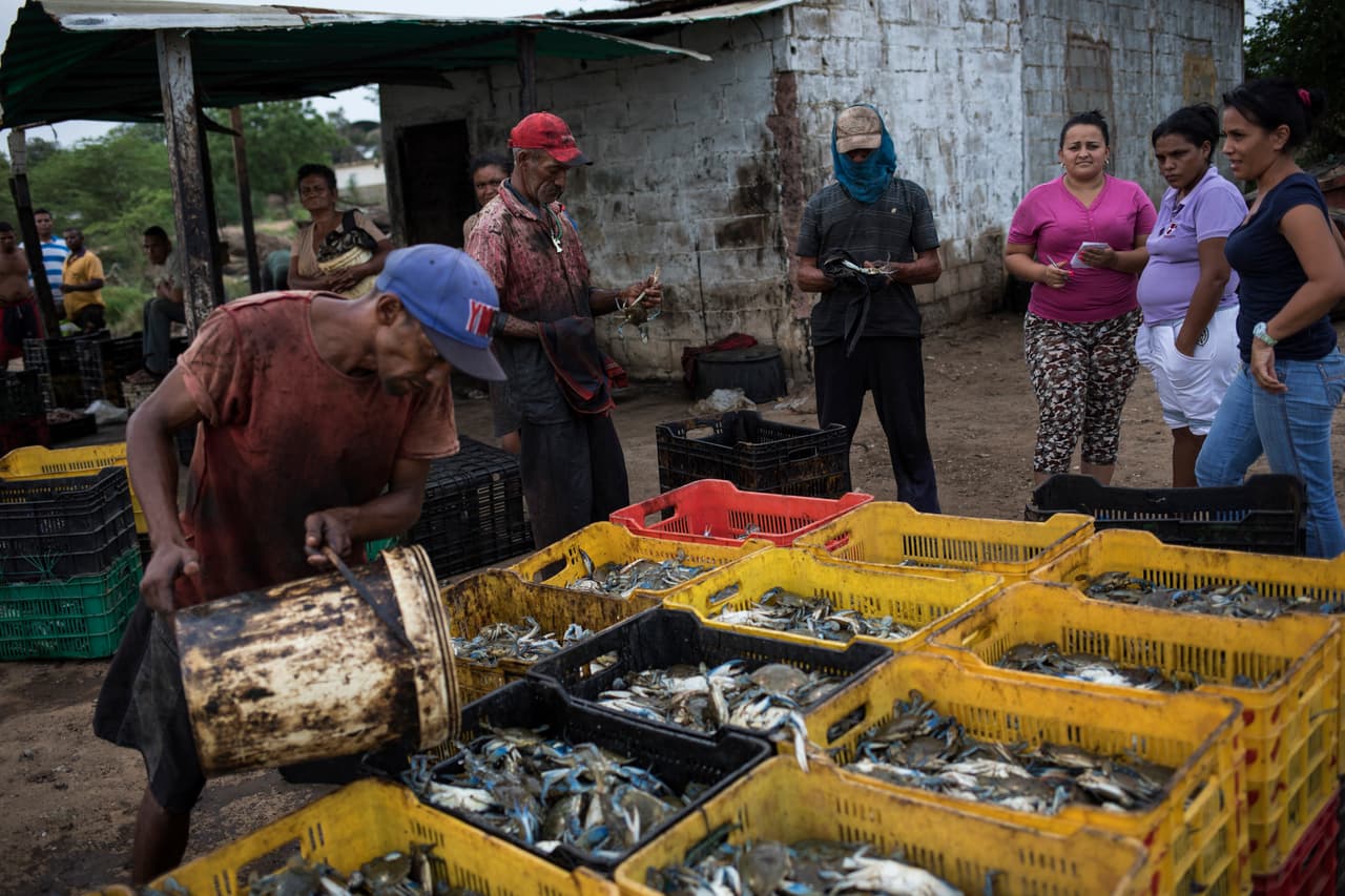 En Punta Gorda, cerca de Cabimas, los pescadores sacan los cangrejos del agua manchada de petróleo, los pesan, y luego sus esposas los limpian uno a uno con trapos y cepillos de dientes. Estos crustáceos del lago de Maracaibo comenzaron a ser exportados EEUU en 1968, después que un empresario petrolero de Luisiana descubriera el potencial de este negocio y se lo contara a su hermano, que ya estaba en la industria de los mariscos.