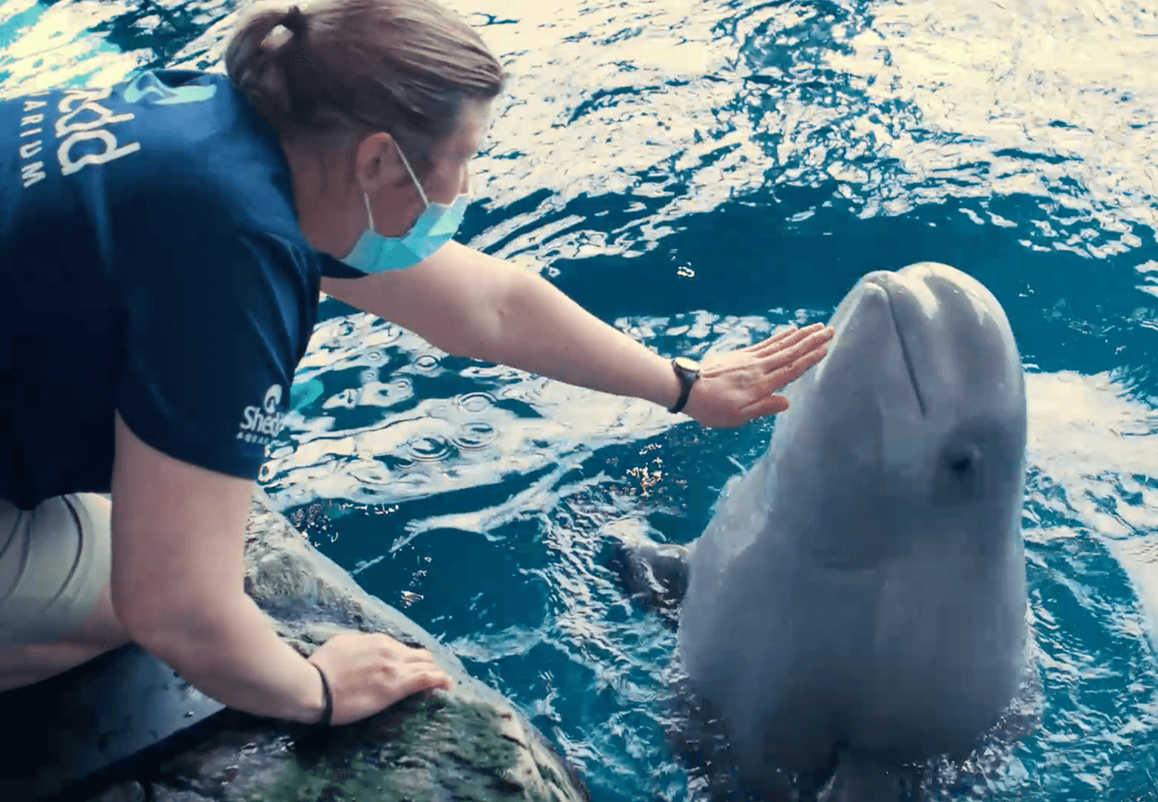 Shedd Aquarium y Field Museum reabren sus puertas después de cerrar durante meses debido al covid-19