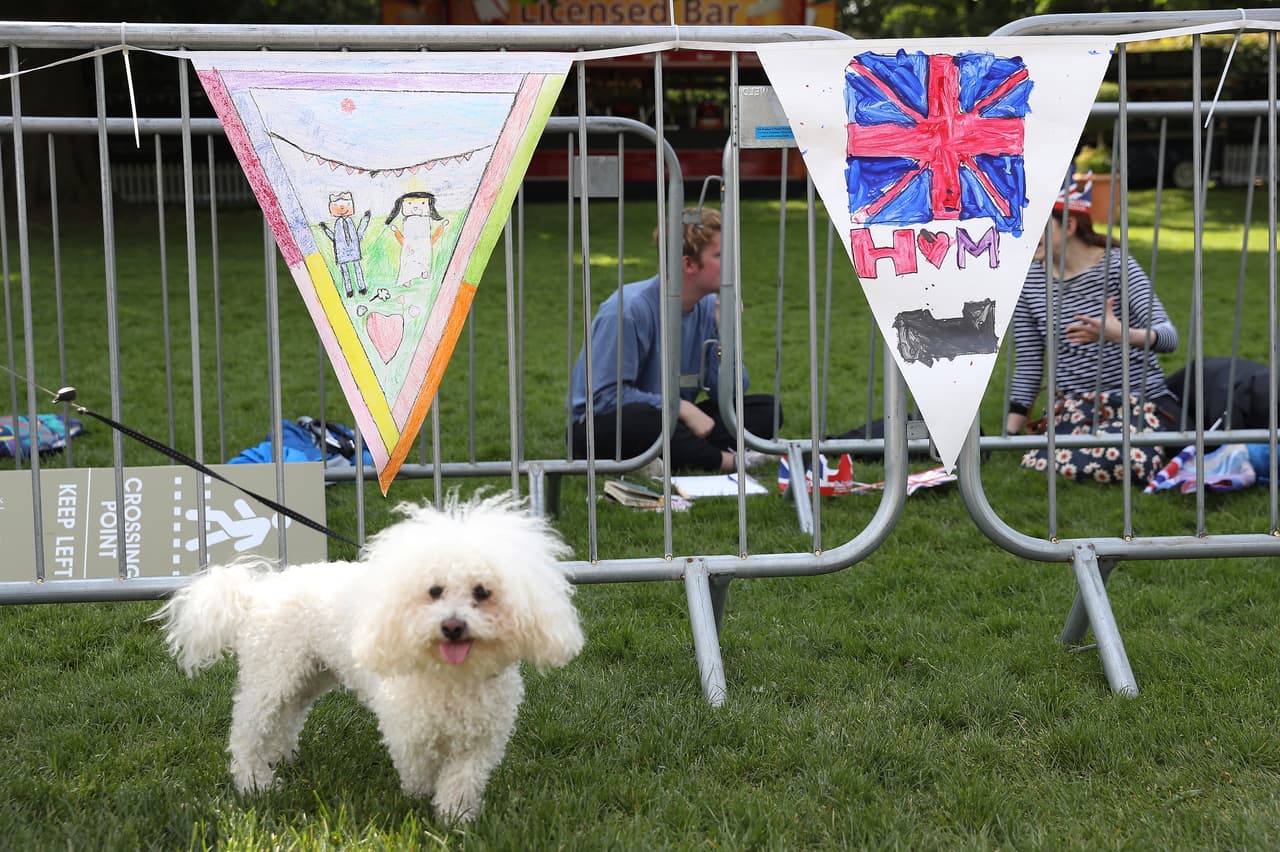Otros, perros y personas, disfrutan más de un espíritu libre y descansan en las áreas verdes del castillo de Windsor mientras tienen acceso. El sábado, no todo el que quiera podrá estar allí.