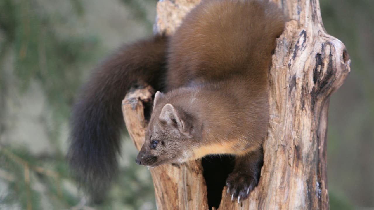"Eso solo significa que hay mucha estructura desde el suelo del bosque hasta el dosel y eso es todo, desde troncos caídos o escombros de madera caídos, madera muerta en pie hasta madera viva”, agregó el experto.