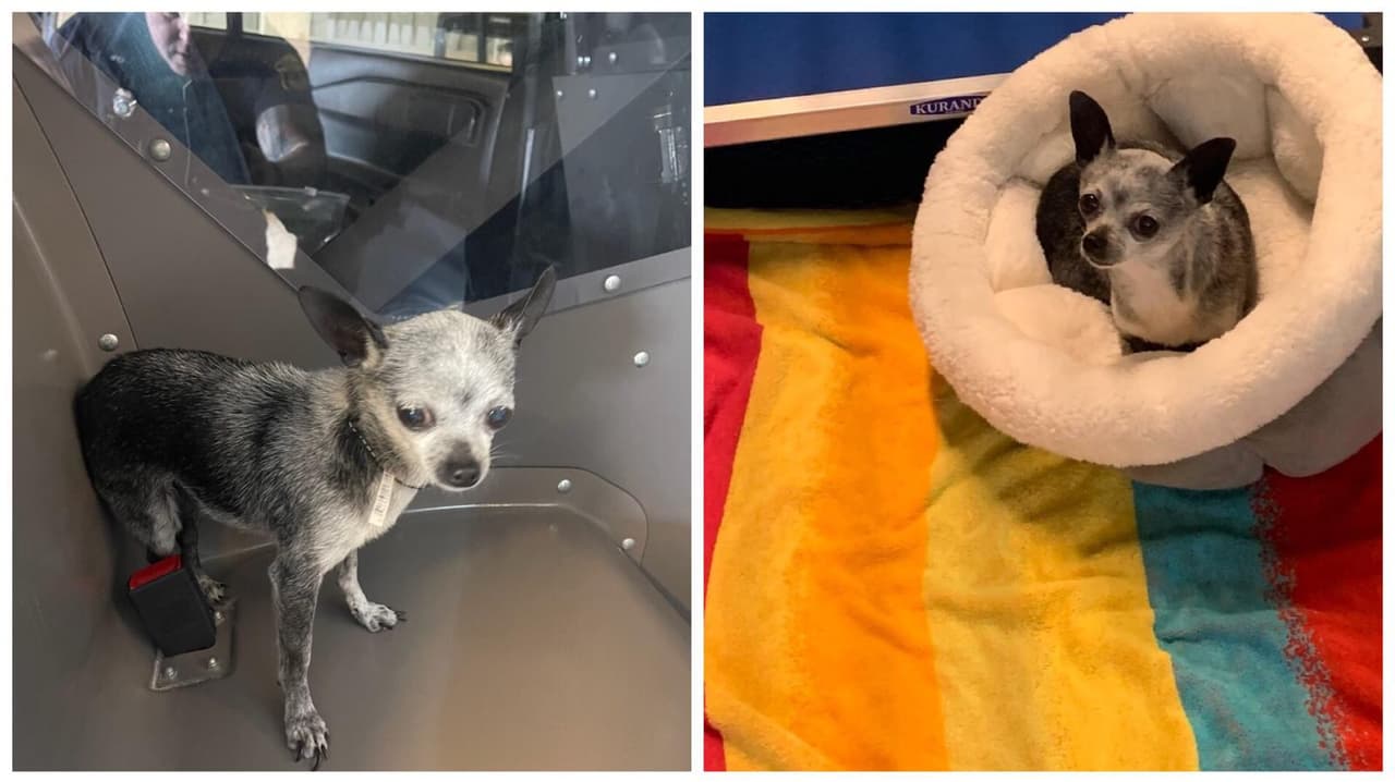 “Tiny”, el perrito perdido de Florida que recorrió 70 millas durante casi tres meses