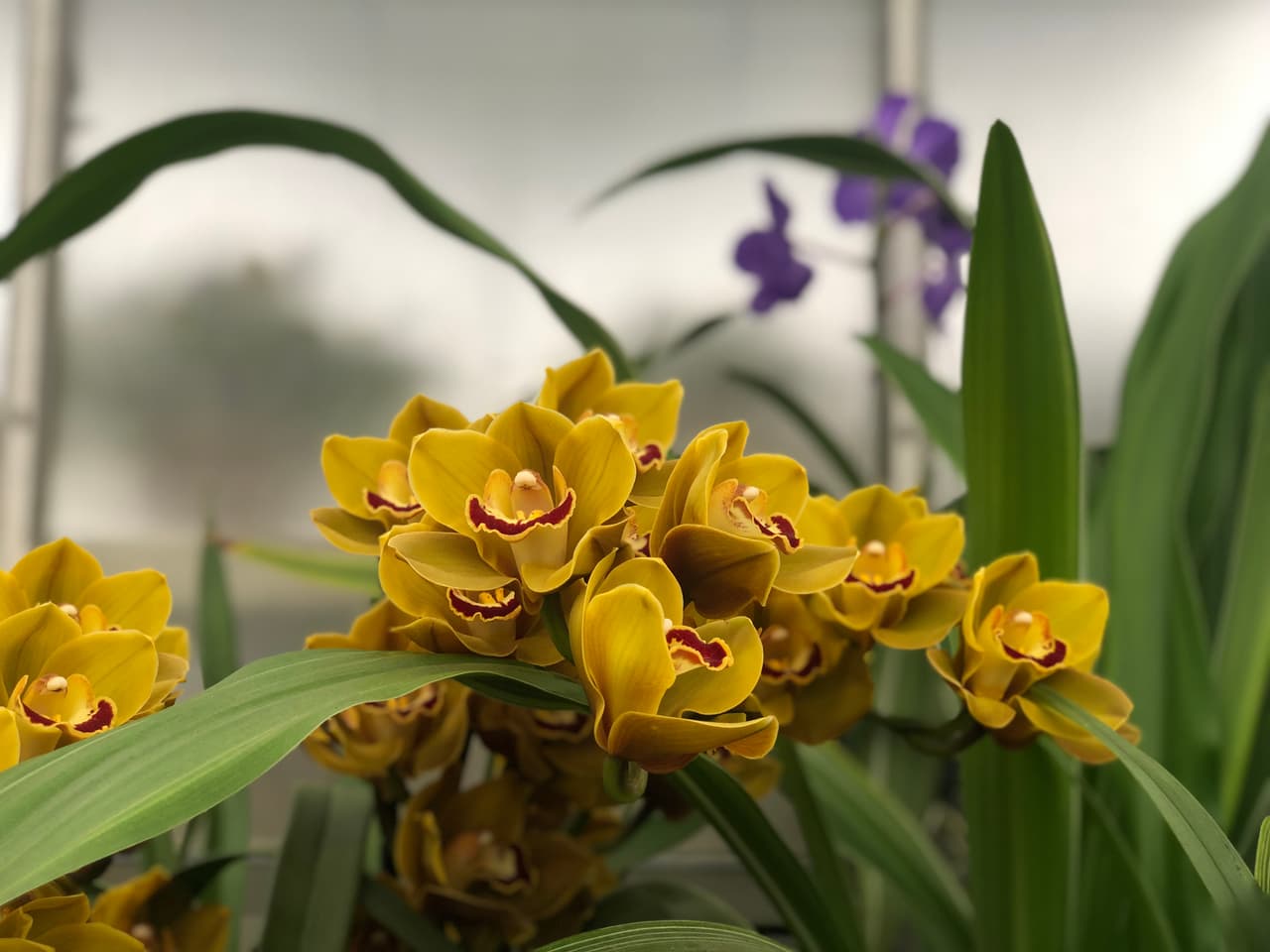 Las orquídeas se distinguen fácilmente de otras plantas, ya que comparten algunas características derivadas muy evidentes. Entre ellas se encuentran: simetría bilateral de la flor