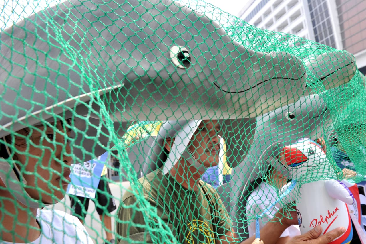 No todos los delfines capturados fallecen, algunos de ellos son vendidos para entretenimiento en acuarios y parques marinos.