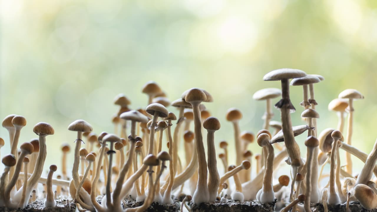 Estudios señalan que el consumo de hongos alucinógenos genera mejoras significativas en pacientes con depresión crónica.