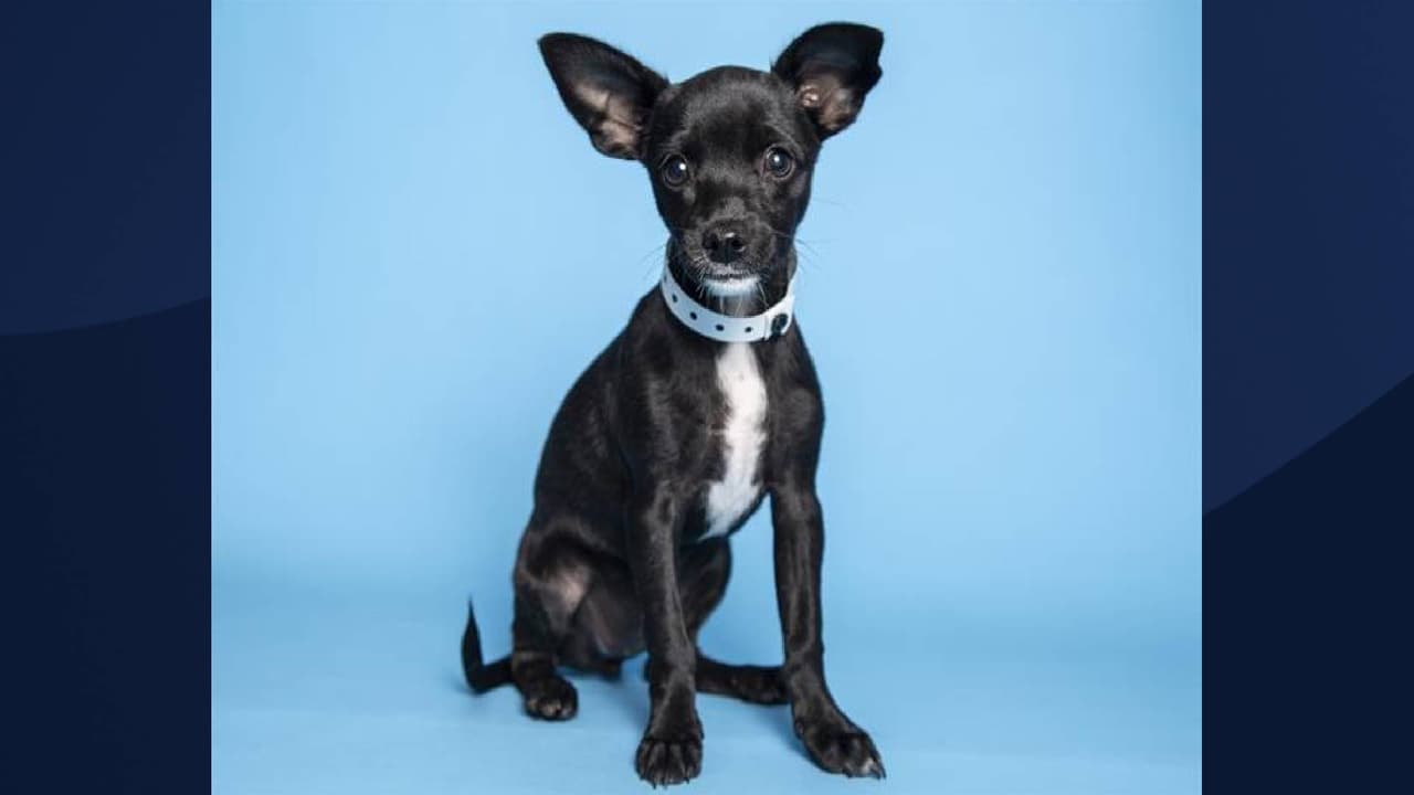 Debido a la sobrepoblación de animales en los refugios de La Sociedad Protectora de Animales de Arizona (AHS, por sus siglas en inglés), los encargados han decidido ofrecer adopciones sin costo para que la comunidad pueda dar hogar a una linda mascota.
<br>
<br>
<br>[Katie está en adopción, Para obtener más información sobre este pequeña, 
<a href="https://www.azhumane.org/pet-details/?id=A664070" target="_blank">haga clic aquí</a>]
<br>