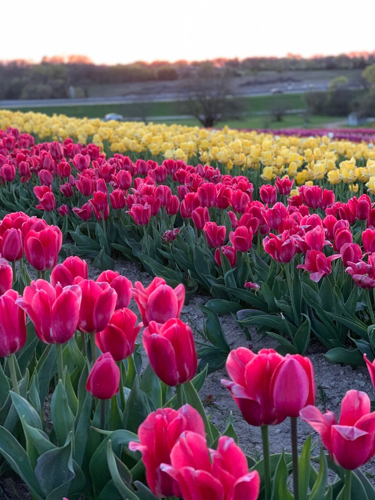 El festival Tulipalooza estará abierto hasta este domingo a las 7 pm.
<br>