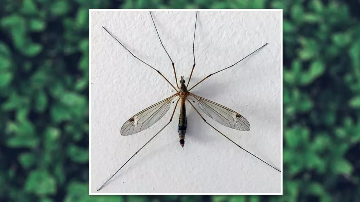 Siete datos sobre los “Moscos” o “Zancudos Gigantes” en Texas que no conocías y te sorprenderán