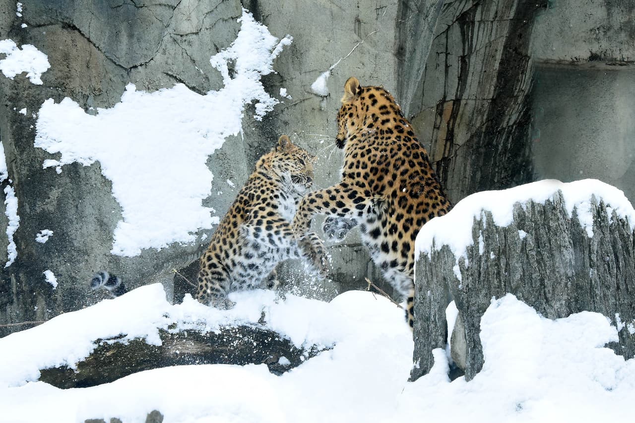 La alerta de nieve por efecto lago se ha extendido hasta las 9 pm de hoy martes en el condado de Cook, Lake y DuPage. La advertencia se ha extendido hasta mañana a las 9 am en ciertas áreas de Indiana.