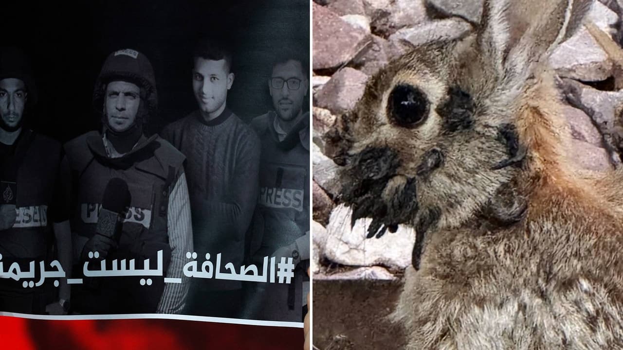 La semana en video: los extraños conejos con tentáculos en la cabeza y lo que se encontró en la casa de Epstein en Manhattan