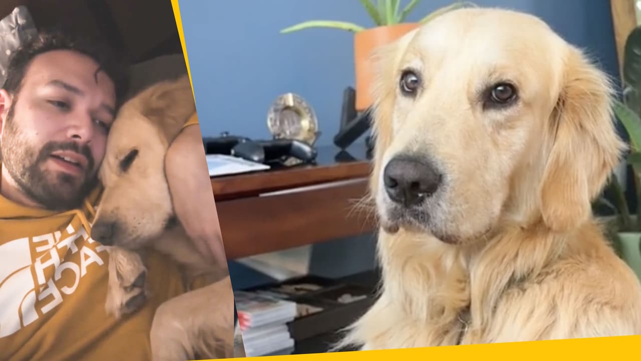 A este perrito le hacen 'bullying' en su guardería y su reacción te apachurrará el corazón
