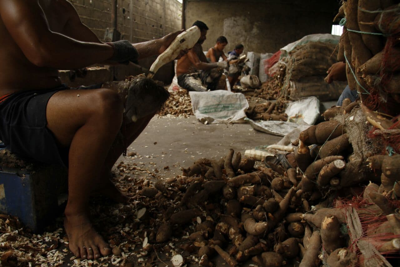 Por qué la yuca ha matado a 28 personas en Venezuela
