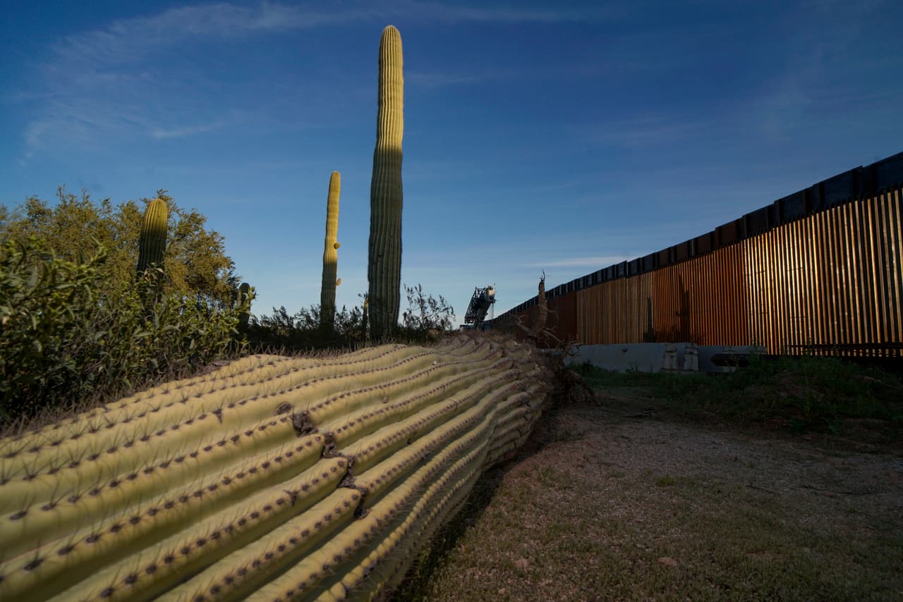 El cactus saguaro (Carnegiea gigantea) son plantas columnares grandes con forma de árbol que desarrollan ramas (o brazos) a medida que envejecen, aunque a algunos nunca les crecen brazos. Estos brazos generalmente se doblan hacia arriba y pueden ascender a más de 25 pies. Los saguaros están cubiertos de espinas protectoras, flores blancas a fines de la primavera y frutos rojos en verano.