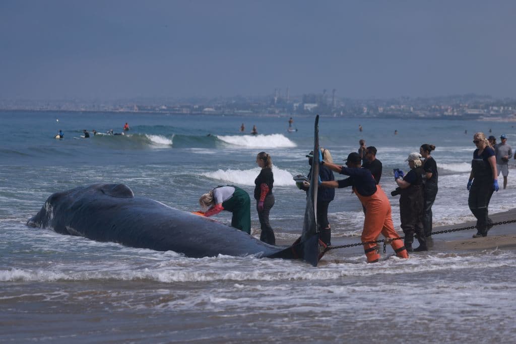Parte del equipo ayudó a mantener el cuerpo en posición para que la necropsia pudiera ejecutarse por completo.