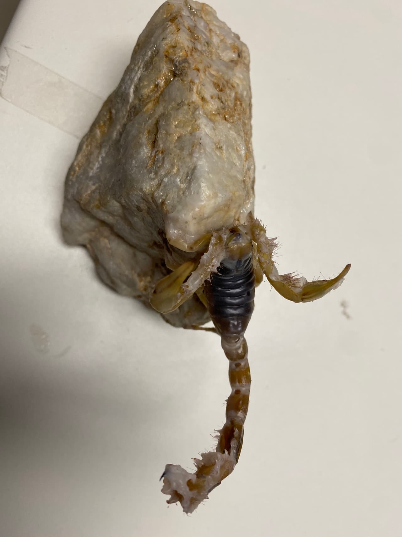 Culebras, alacranes y otras criaturas de la naturaleza son los peligros a los que se exponen quienes cruzan y quieres van a buscarlos cuando se reportan extraviados.