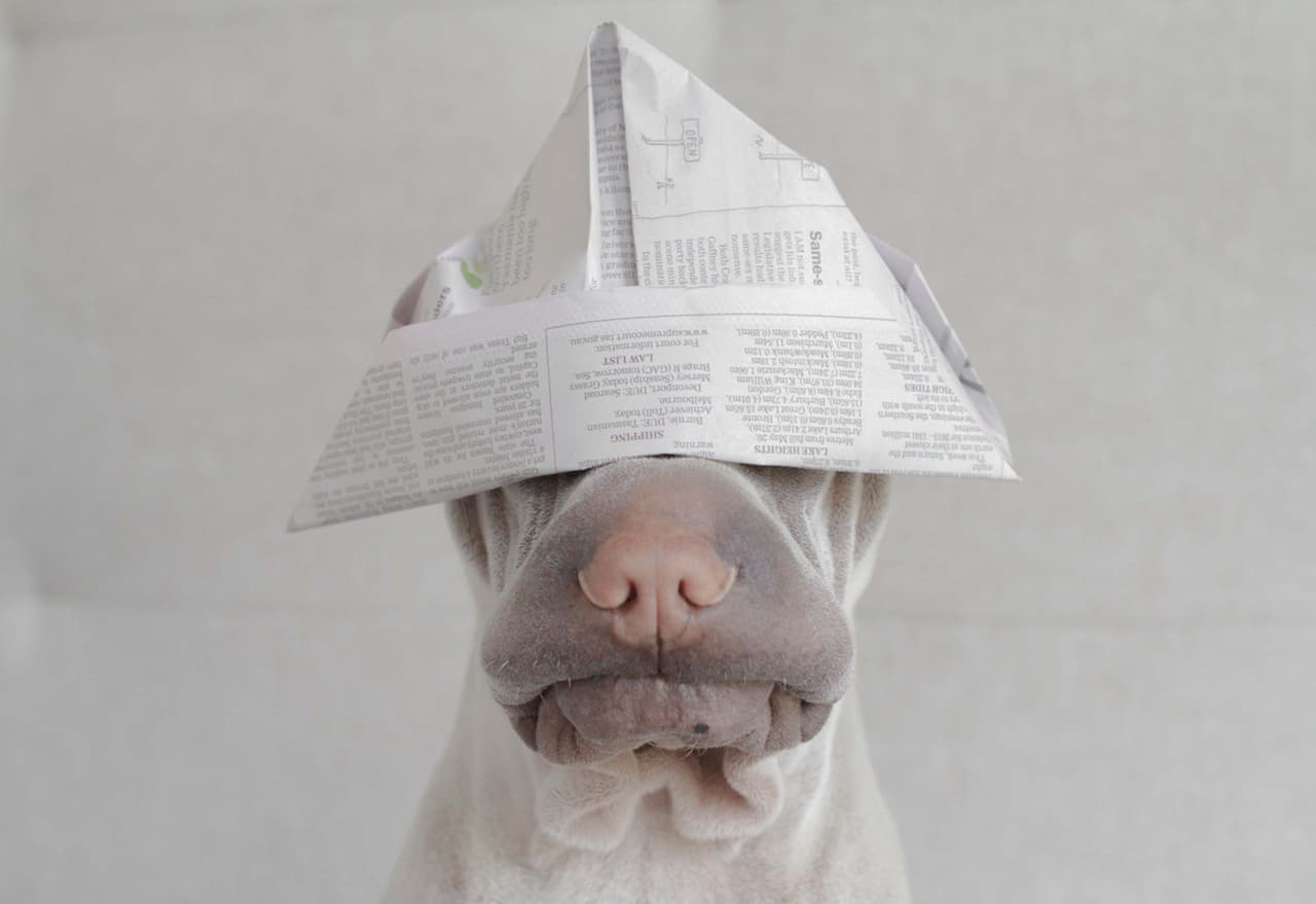 Ahora que creció se convirtió en más que sólo un cachorro.