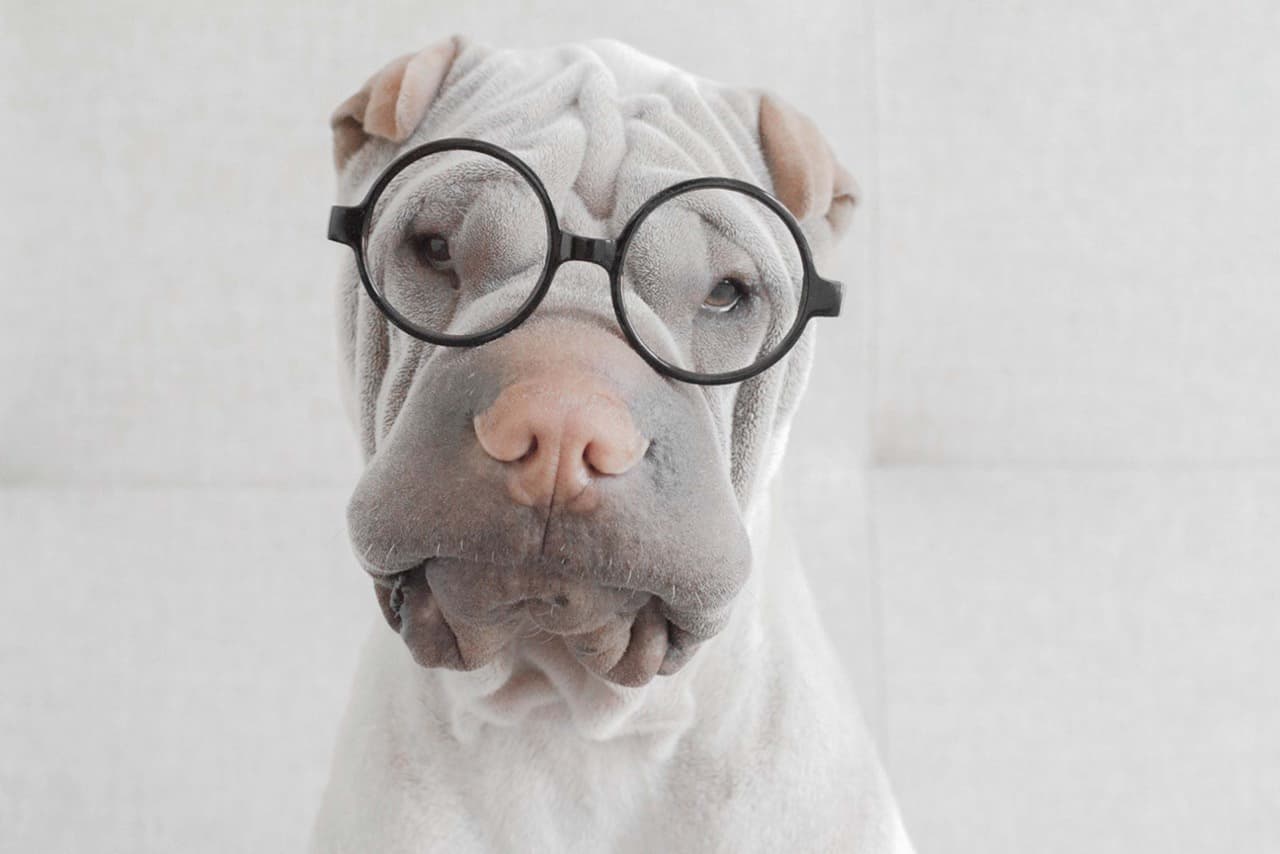 ¡Por eso le encanta posar frente a la cámara!