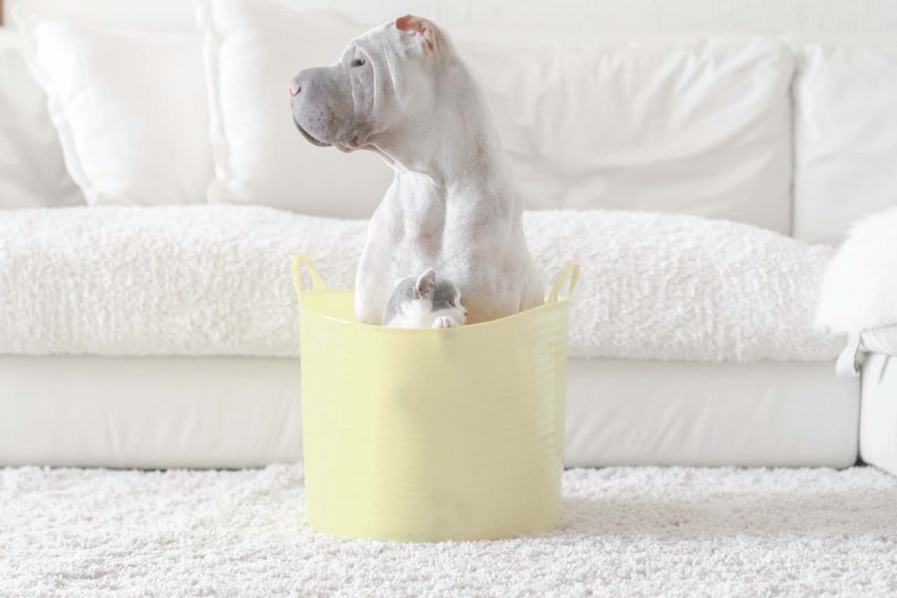 Todas tienen en común una cosa: ¡amar al perrito!