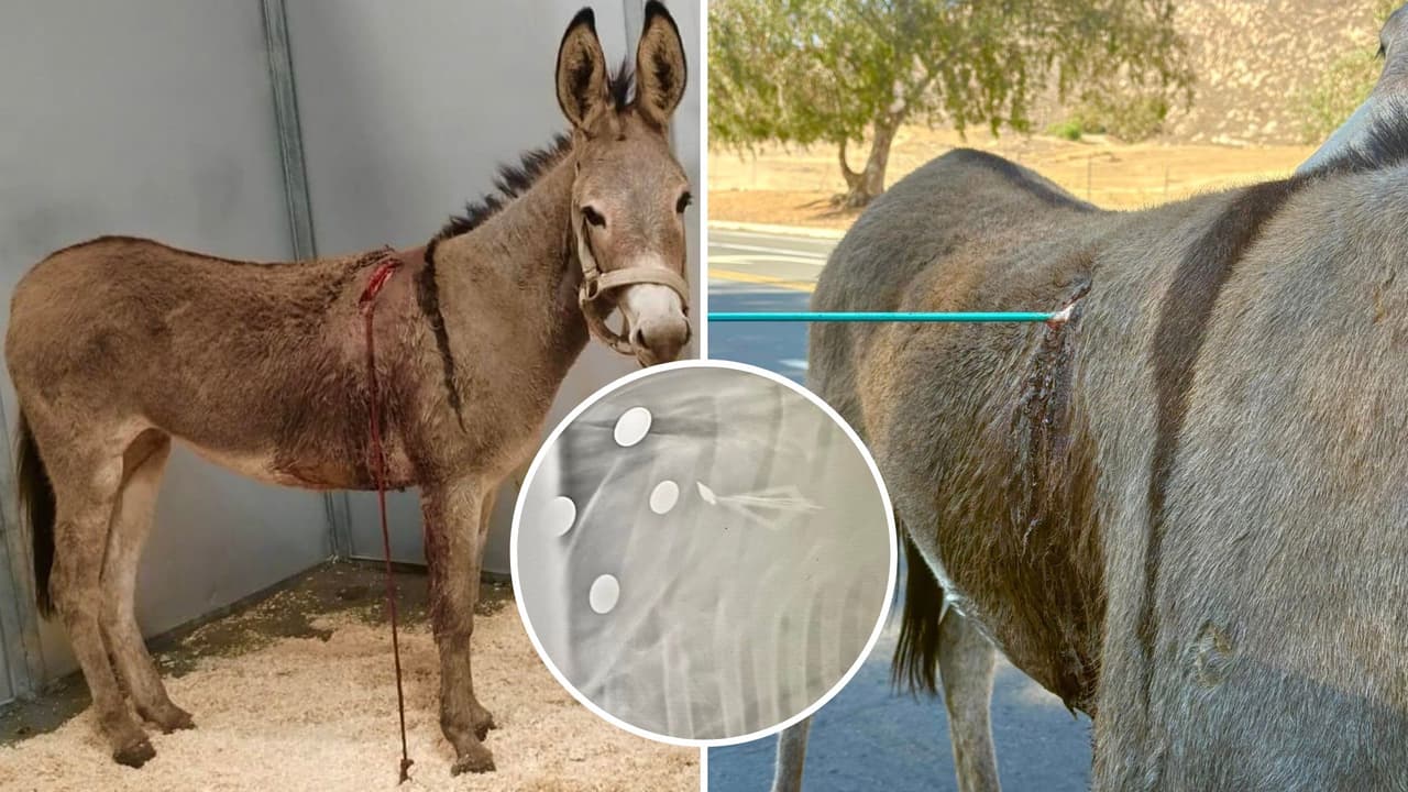 ¡Flechan a Cupido!: atacan con flecha a burro salvaje en Riverside y buscan al responsable