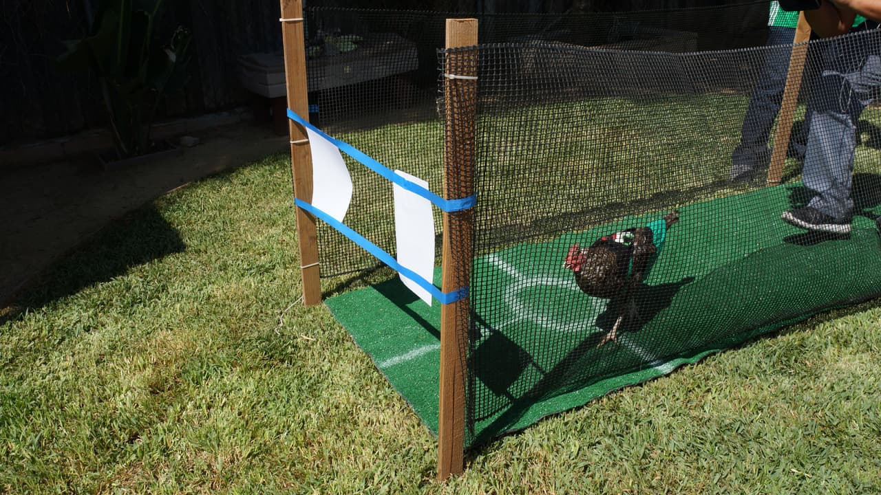 La Gallina Vidente llega al Gordo y La Flaca.