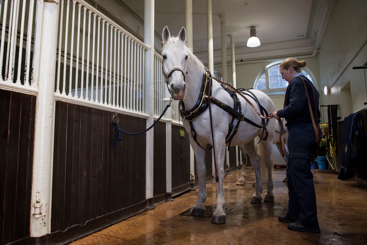 La carroza Ascot Landau de Harry y Megan será movida por 
<b>cuatro hermosos caballos de la raza Windsor Grey</b> o grises Windsor, conocidos por su temperamento tranquilo excelente para esta labor. Los caballos elegidos se les conoce con los nombre de Milford Haven, Sir Basil, Storm y Tyrone. Los dos últimos son padre e hijo respectivamente.