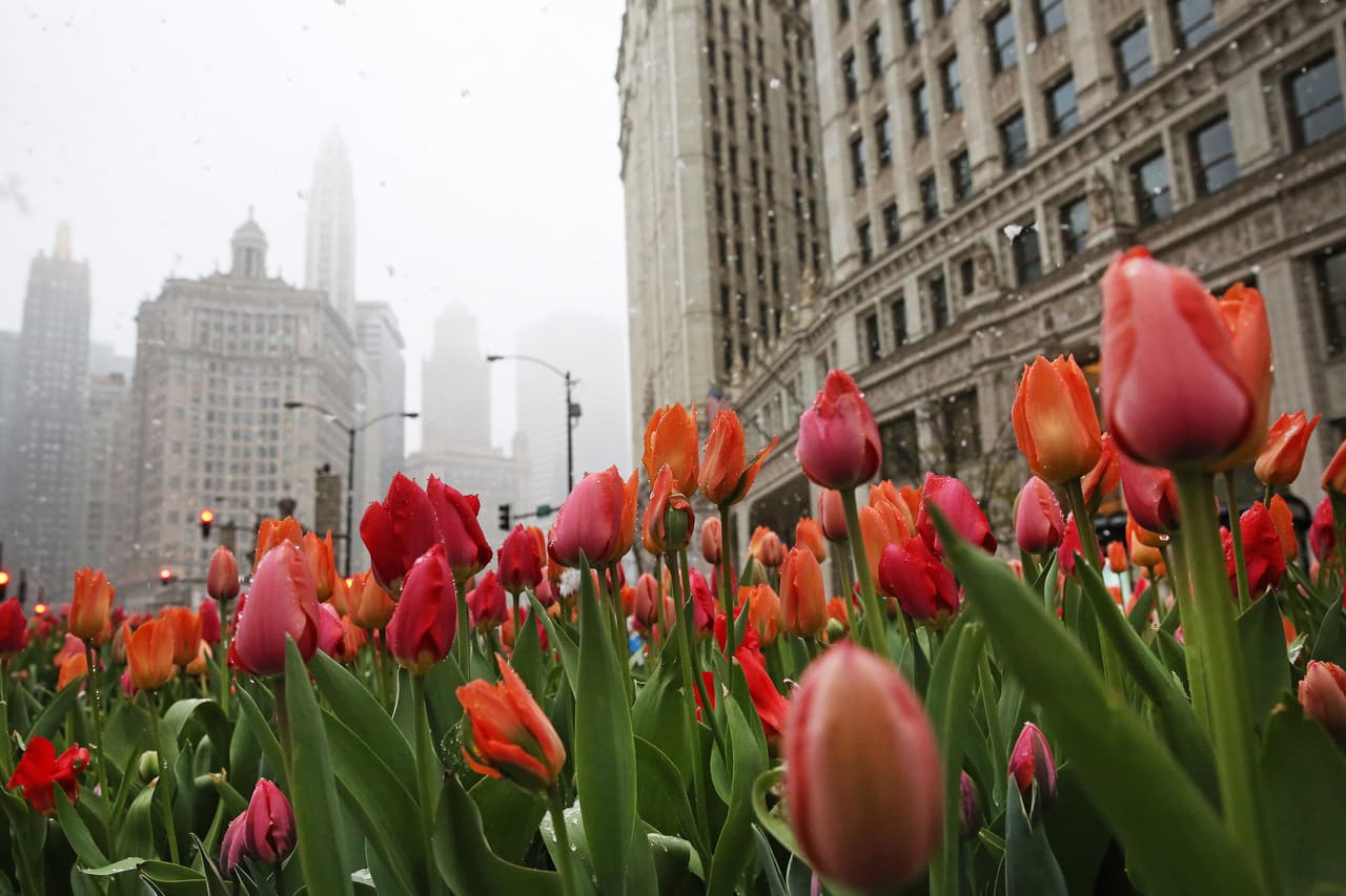 Caen los primeros copos de nieve de la temporada en el área de Chicago 
