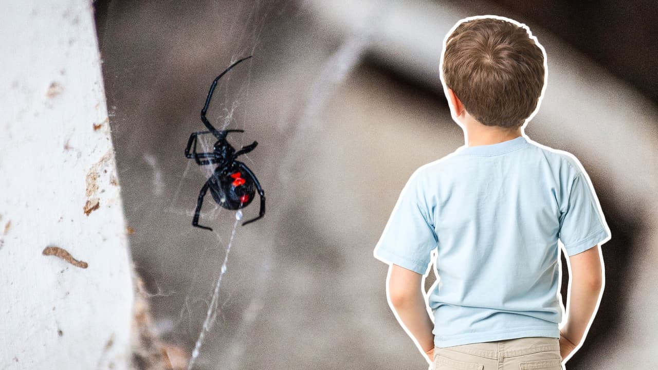 Niños dejan que una araña venenosa los muerda por querer convertirse en ‘Spider-Man’