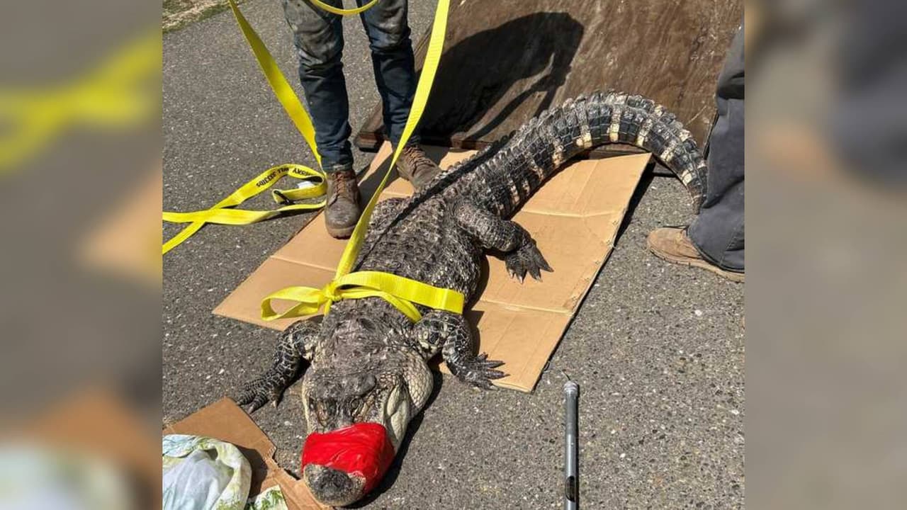 El enorme lagarto fue abandonado cerca de las en instalaciones de la Asociación de Cuidado de la Vida Silvestre de Sacramento.