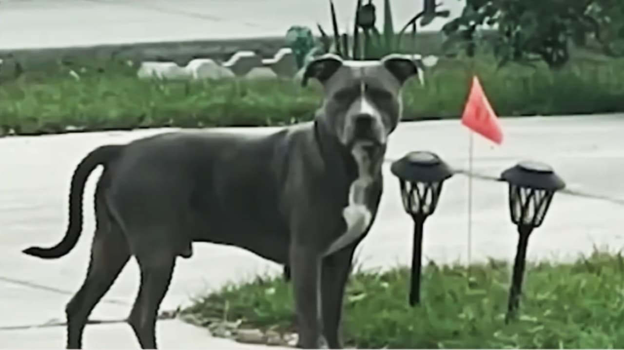 Pitbull que mordió a una mujer de 80 años en el patio de su casa, ya había atacado a un niño