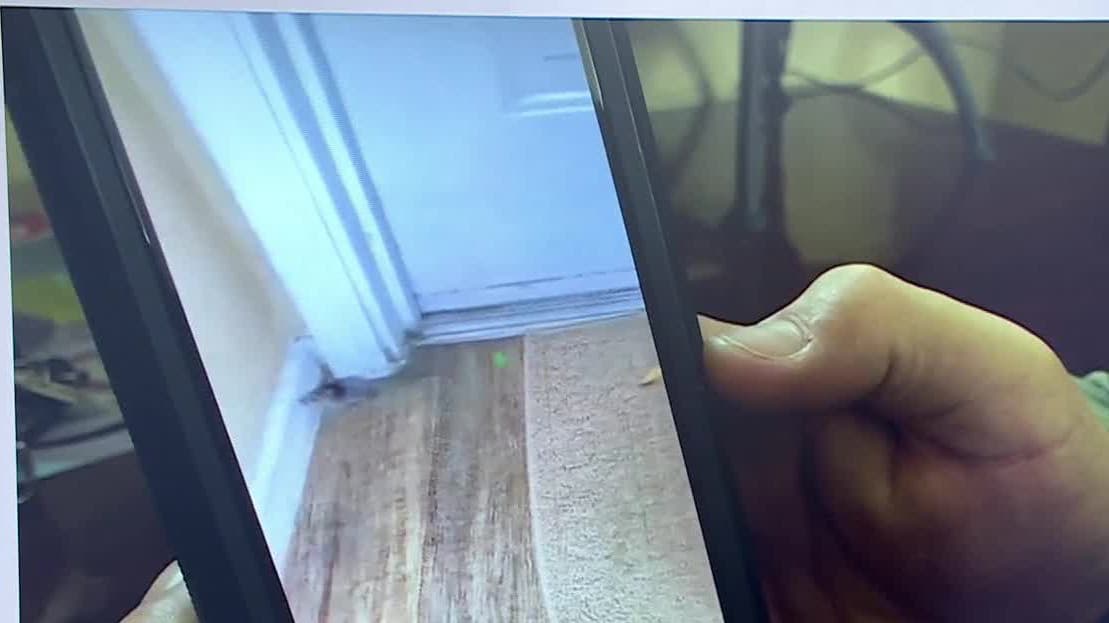 "Ya está fuera de control" residente de Bradenton denuncia plaga de roedores en su apartamento