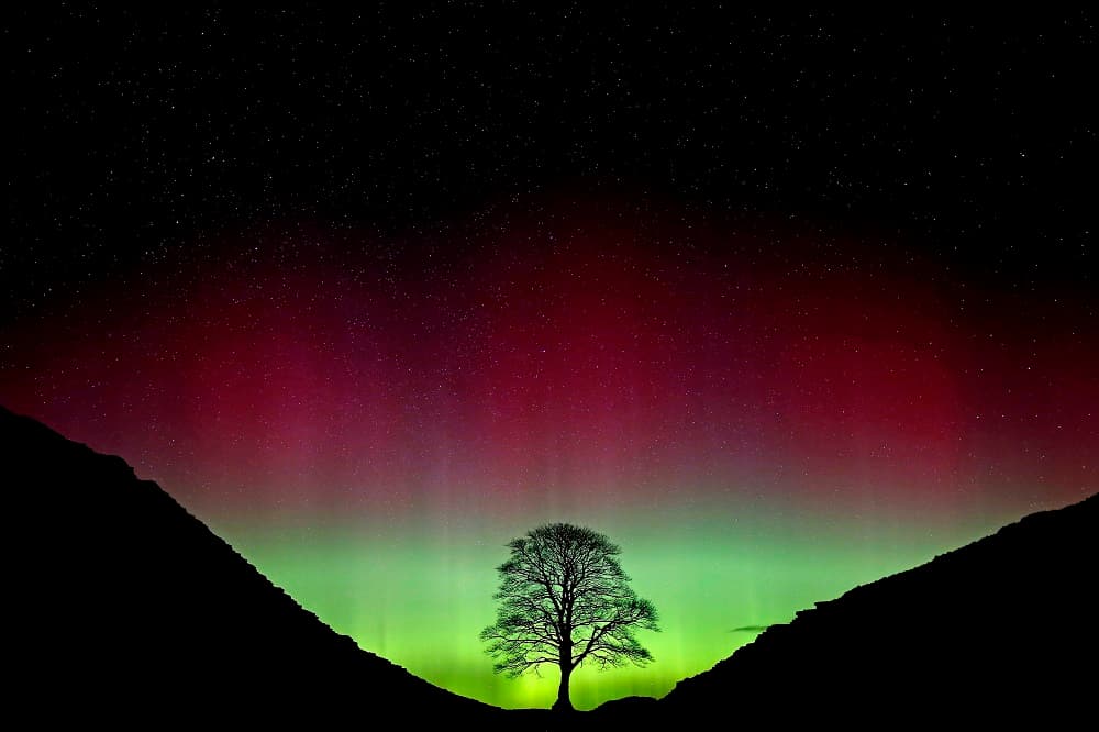 La figura de un árbol se recorta ante los destellos del fenómeno celestial en el noreste de Inglaterra.