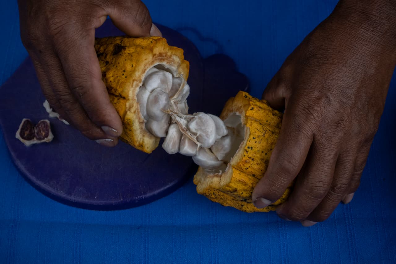 Néstor García muestra el interior de los granos de cacao.