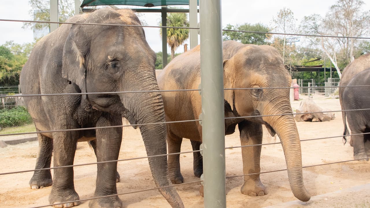Las elefantas preñadas se llaman Tess y Tupelo y son madre e hija.