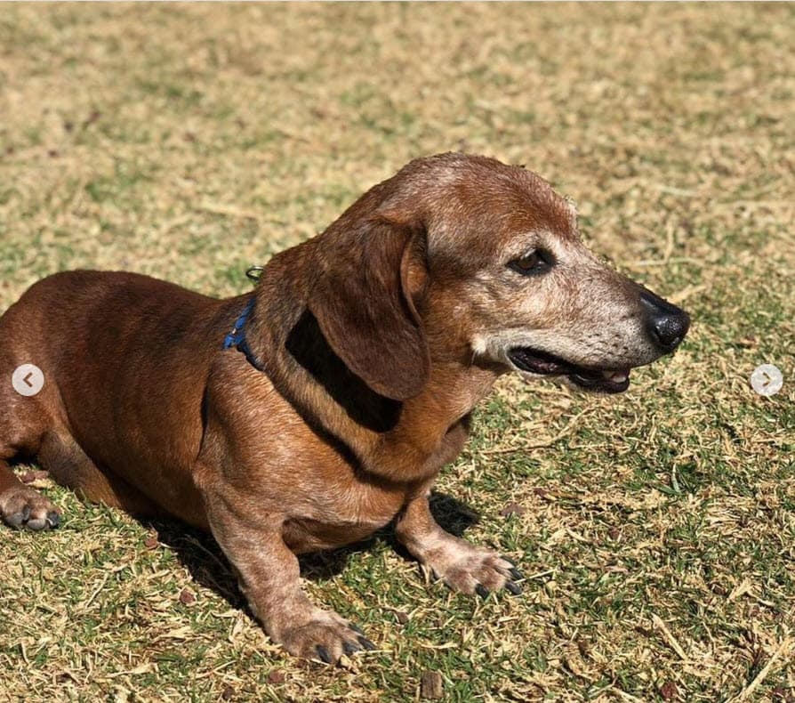 En 
<b><a href="https://www.instagram.com/p/CDQDAZKgvEg/" target="_blank">otra publicación</a></b> que hizo antes también le rindió un cariñoso recuerdo con una serie de fotos: "Descanse en paz mi amado perro Pluto". 
<br>