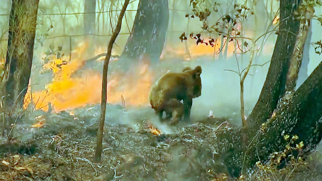 El hospital Port Macquarie Koala tomó la decisión de sacrificar a Lewis el martes 26 de noviembre después de inspeccionar sus heridas. "(Nuestro) objetivo número uno es el bienestar animal, por lo que se tomó esa decisión",
<a href="https://www.facebook.com/koalahospital/" target="_blank">dijo el hospital</a>. El koala de 14 años tenía quemaduras significativas en el pecho, los pies y otras partes del cuerpo.
