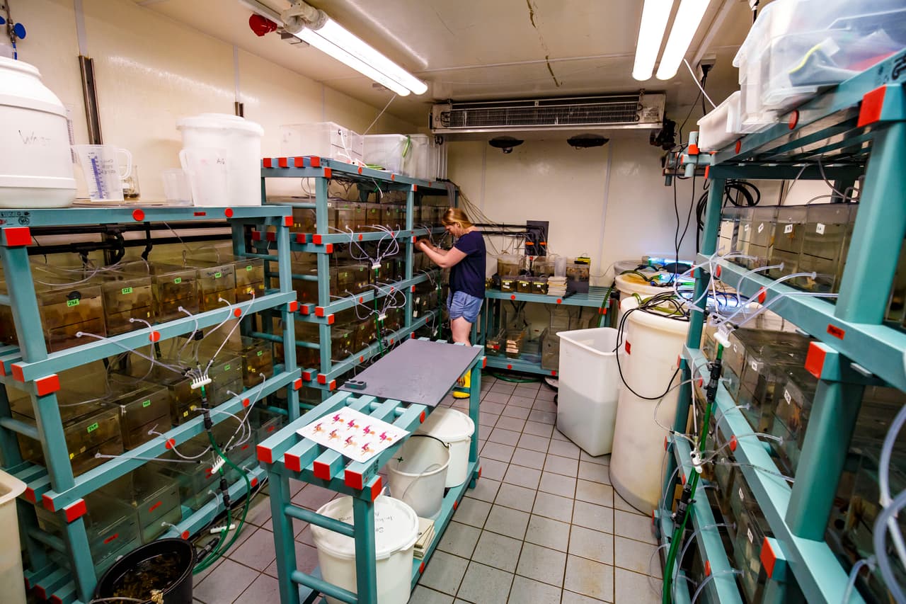 Según el informe, el promedio mundial de desoxigenación esconde cambios locales que podrían ser más severos en latitudes medias o altas. De esta forma, algunas simulaciones de modelos océanicos proyectan para el año 2100 una disminución de hasta un 7% en los niveles de oxígeno en un escenario sin cambios.