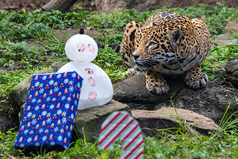 Los cuidadores del zoológico trabajaron para crear los regalos que estimulan mental y físicamente a los animales bajo su cuidado.