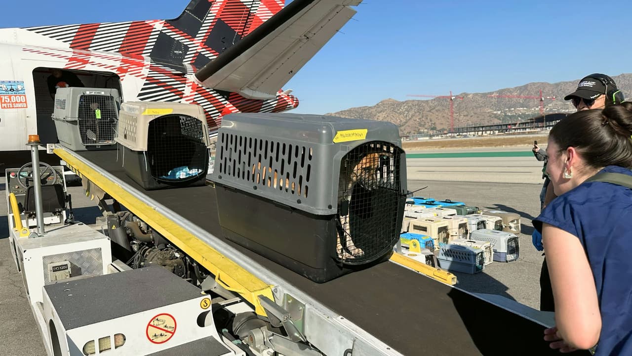 <b>💪 ¿Cómo puedes ayudar?: </b>HSNT necesita familias de acogida para estas mascotas que necesitan un hogar temporal mientras se preparan para la adopción. Si puedes abrir tu casa, envía un correo a foster@hsnt.org para ofrecer tu ayuda. Además, las donaciones son esenciales para cubrir los costos de cuidado, alimentos y refugio. 
<b>¡Cualquier contribución, grande o pequeña, hace una gran diferencia! 🐕💖</b>