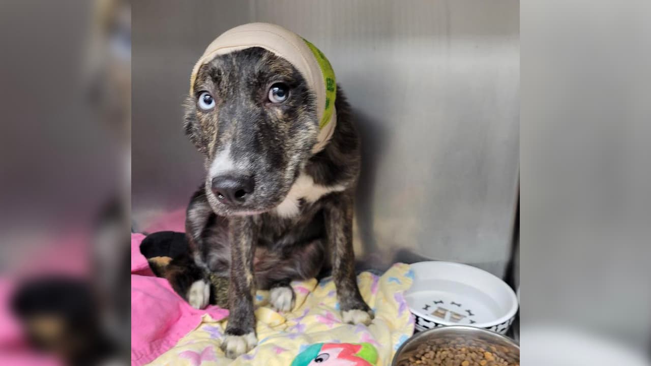 Sweetie llegó al 
<a href="https://www.facebook.com/HoustonHumaneSociety/posts/10159067548463971" target="_blank">Houston Humane Society</a>
<i> </i>con una herida profunda en su cuello y ahora está recuperándose.